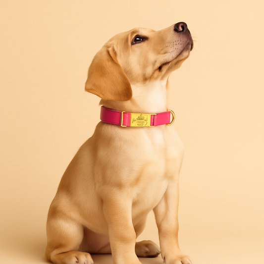 Hondenhalsband Gepersonaliseerd Waterdicht – Comfort & Veiligheid