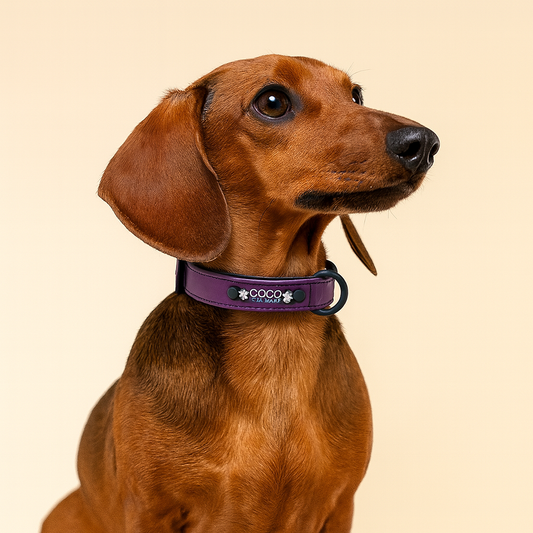 Hondenhalsband – Leer, Gepersonaliseerd & Tijdloos Design