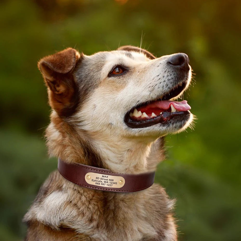 Hond Halsband Leer Gepersonaliseerd – Brede en Verstelbare Leren Hondenhalsband met Naam