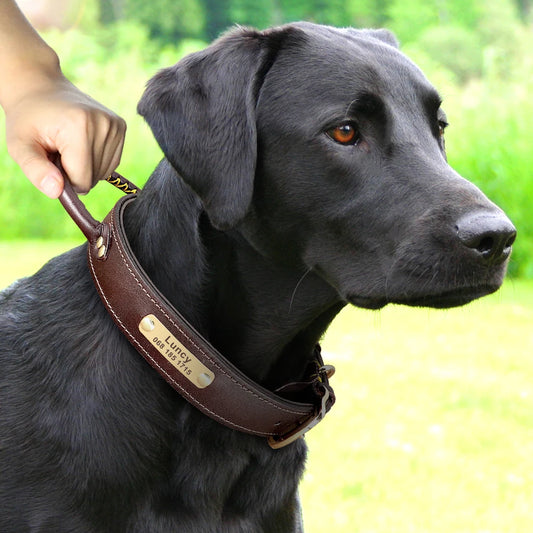 Gepersonaliseerde Leren Halsband met Hengsel – Sterk & Veilig