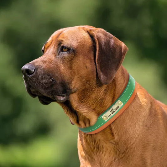 Hond Halsband Leer Zacht – Luxe en Gepersonaliseerde Hondenhalsband met Naam voor Grote Honden