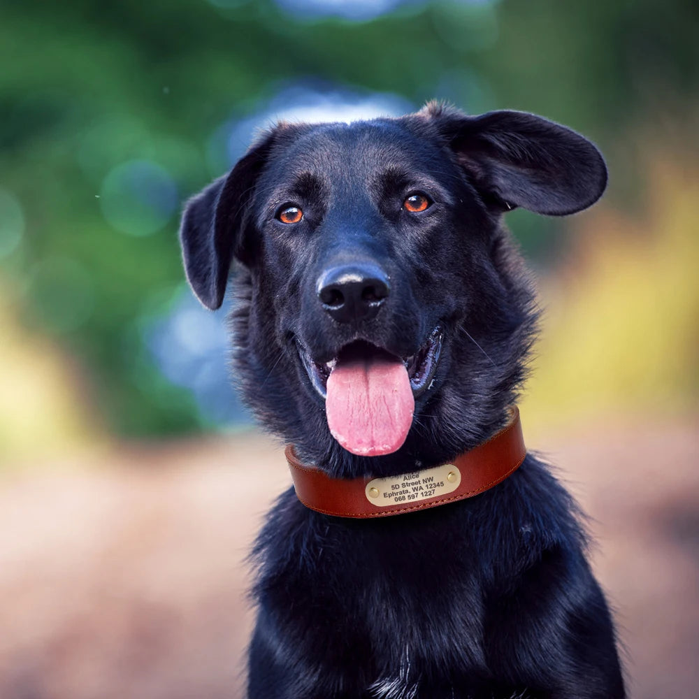 Hond Halsband Leer Gepersonaliseerd – Brede en Verstelbare Leren Hondenhalsband met Naam