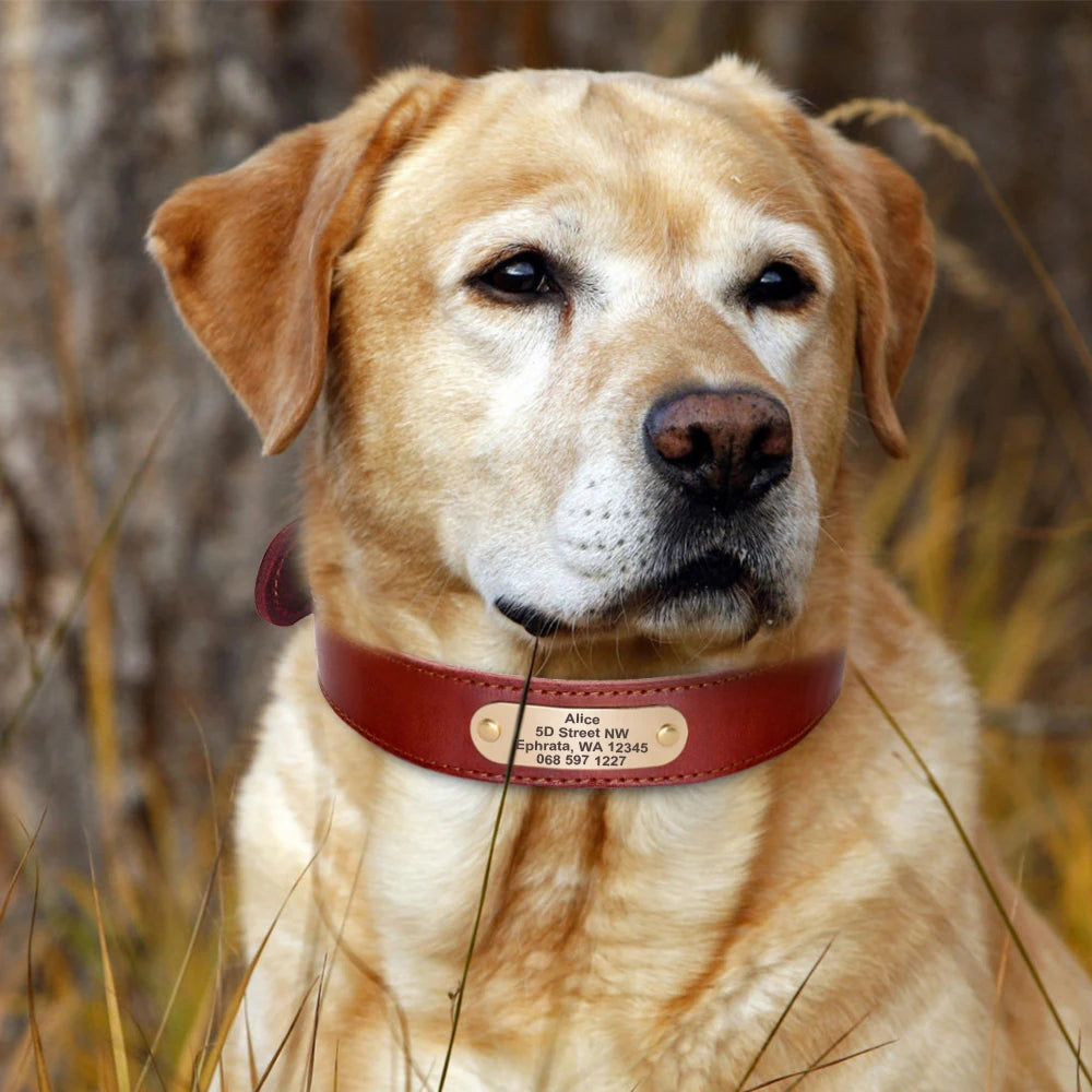 Hond Halsband Leer Gepersonaliseerd – Brede en Verstelbare Leren Hondenhalsband met Naam