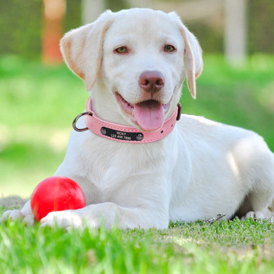 Hond Halsband Leer – Luxe, Verstelbare en Gepersonaliseerde Hondenhalsband met Naam