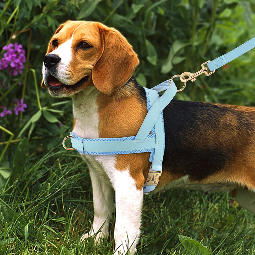 Personalisiertes Hundegeschirr – bequem und ziehfrei