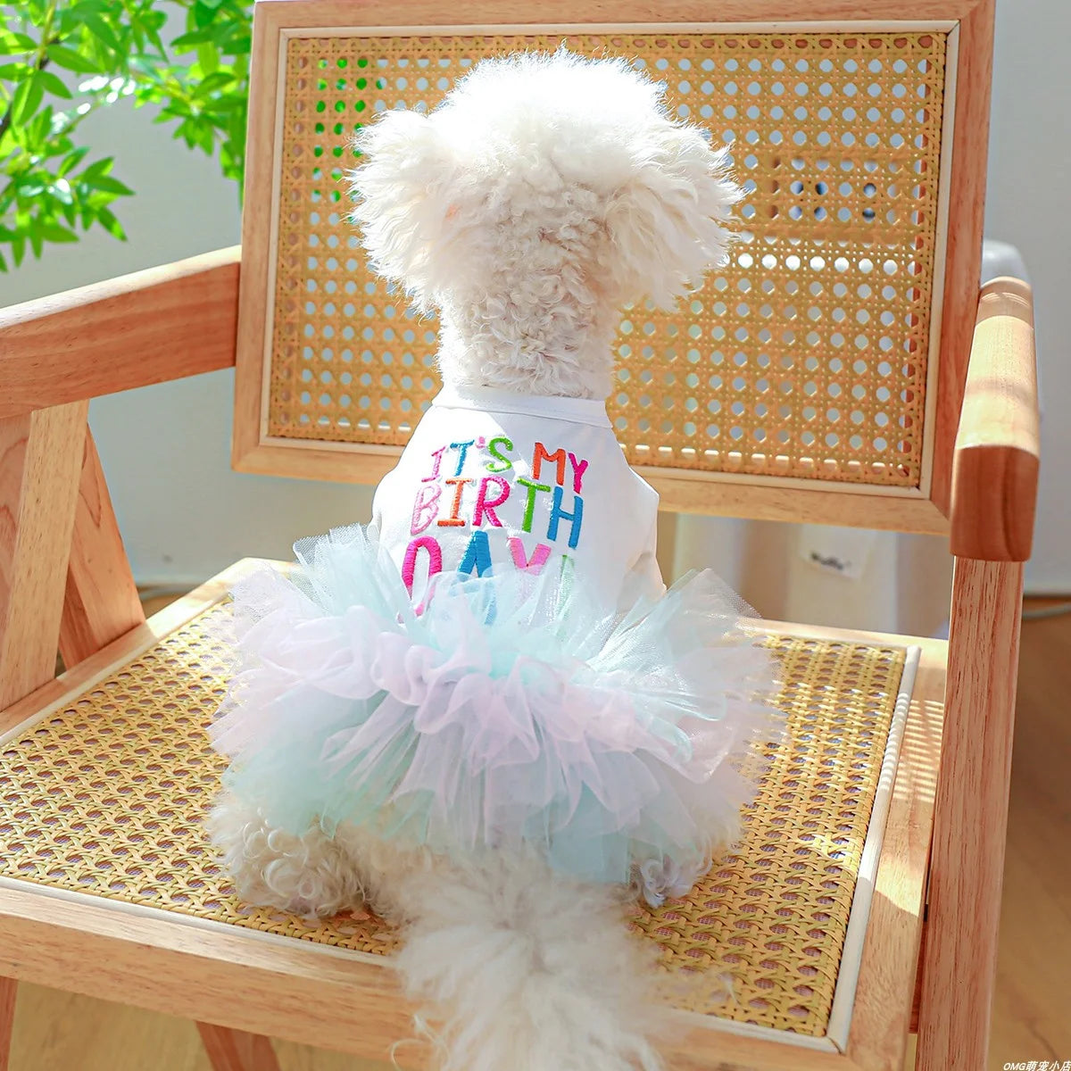 It's My Birthday Jurk
