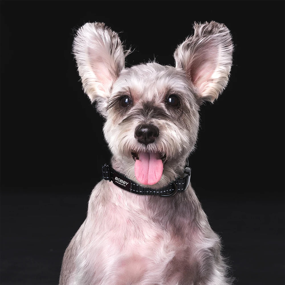 Hond Halsband Reflecterend – Verstelbare en Gepersonaliseerde Hondenhalsband met Naam in Opvallende Kleuren