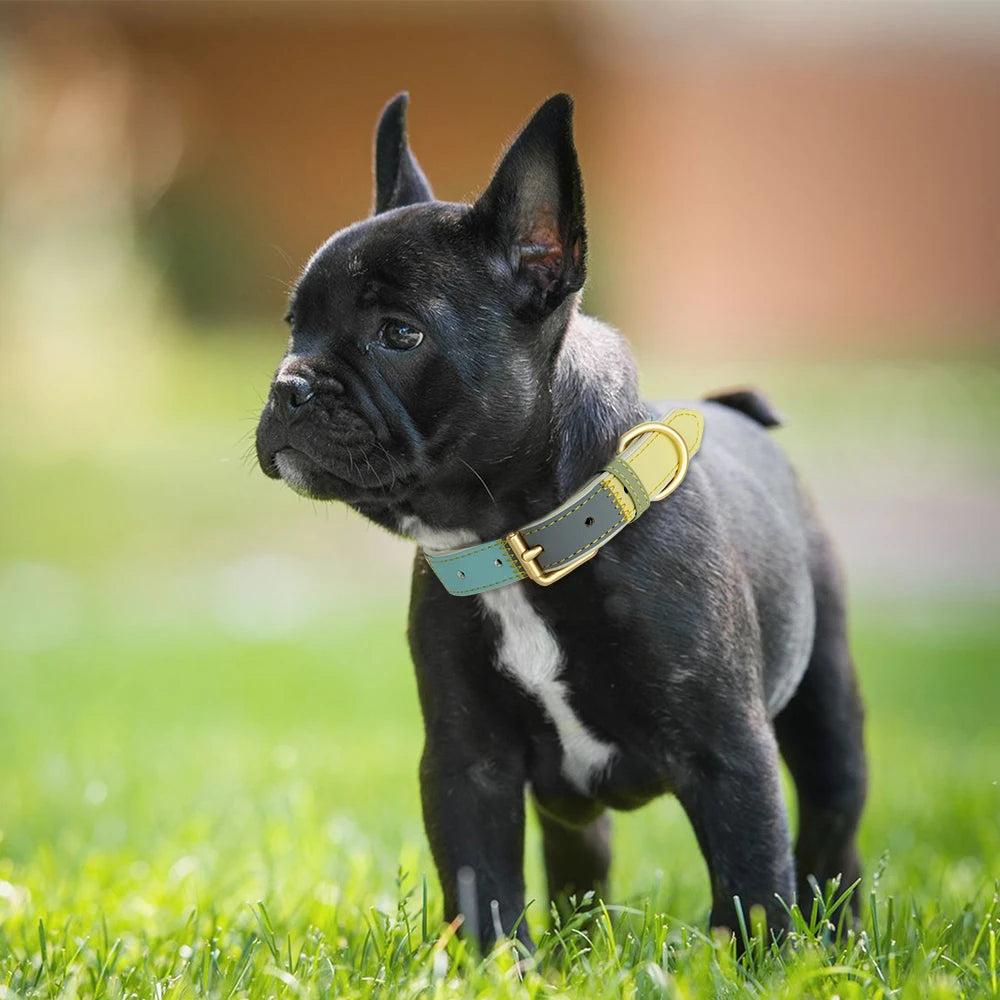 Hond Halsband Kleurrijk – Leren, Verstelbare en Gepersonaliseerde Hondenhalsband met Naam