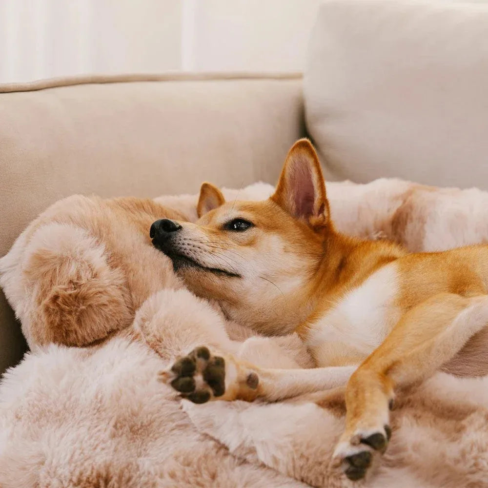 Beroligende blød sofabeskytter til hund – Varme og komfort til din hund