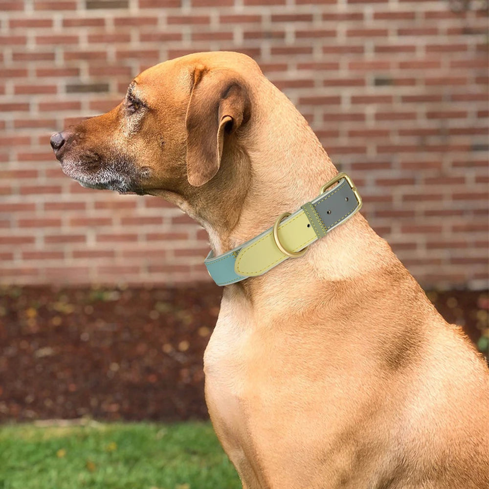 Hond Halsband Kleurrijk – Leren, Verstelbare en Gepersonaliseerde Hondenhalsband met Naam