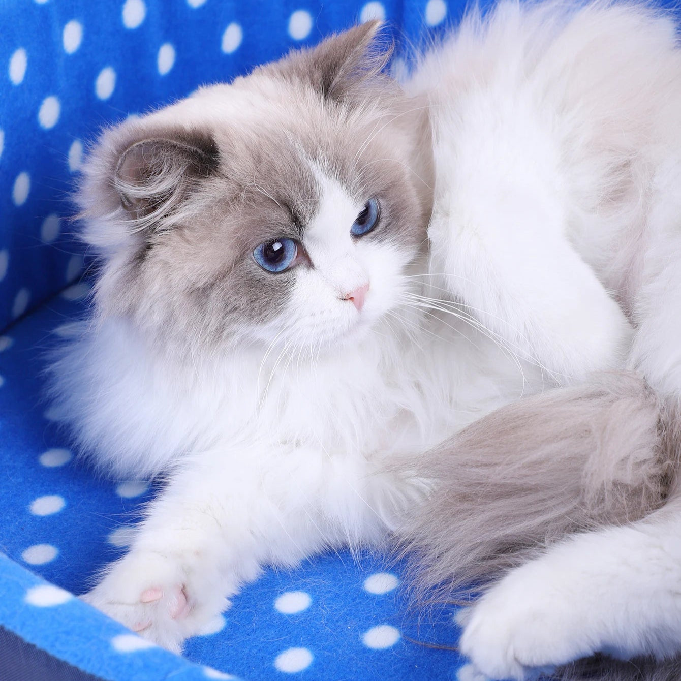 Gemütliches Katzenbett – Weiches Plüschkissen für ultimativen Komfort