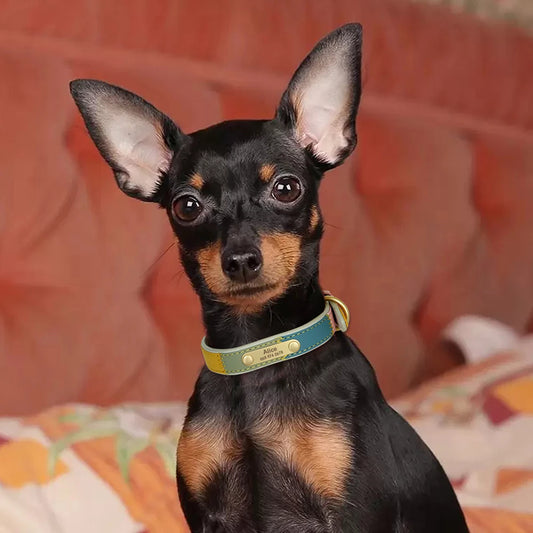 Hond Halsband Kleurrijk – Leren, Verstelbare en Gepersonaliseerde Hondenhalsband met Naam