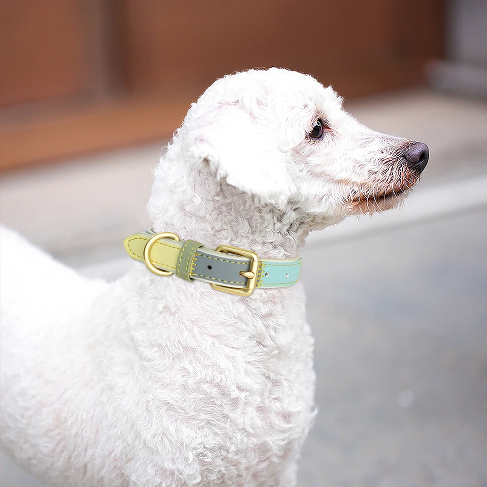 Hond Halsband Kleurrijk – Leren, Verstelbare en Gepersonaliseerde Hondenhalsband met Naam