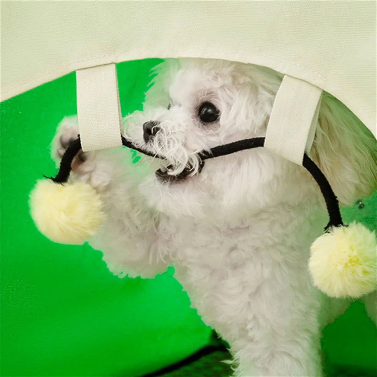 Hundetelt – Beskyt din hund med komfort og skygge