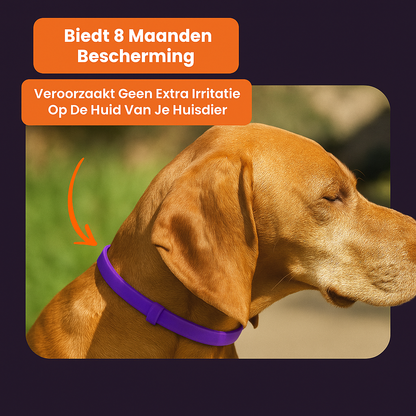 Anti Vlooien- en Tekenband – Natuurlijke Bescherming tot 8 Maanden