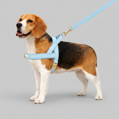 Hundegeschirr Personalisiert – Bequem & Zugfrei