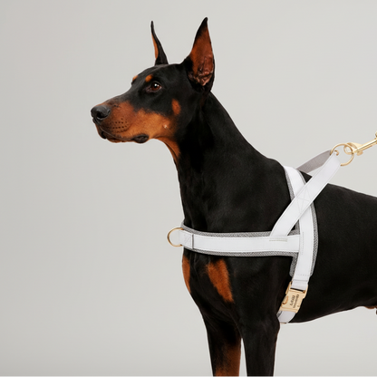 Hundegeschirr Personalisiert – Bequem & Zugfrei