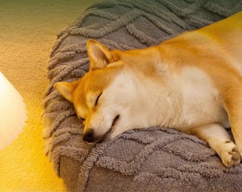 Tyk hundeseng – Forkæl din hund med ultimativ komfort