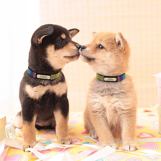 Hundehalsband Luxus – Personalisiert, elegant und bequem