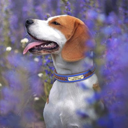 Hundehalsband geflochten – personalisiert, elegant und komfortabel