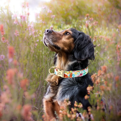 Vrolijke Gepersonaliseerde Nylon Halsband – Unieke Stijl voor je Hond