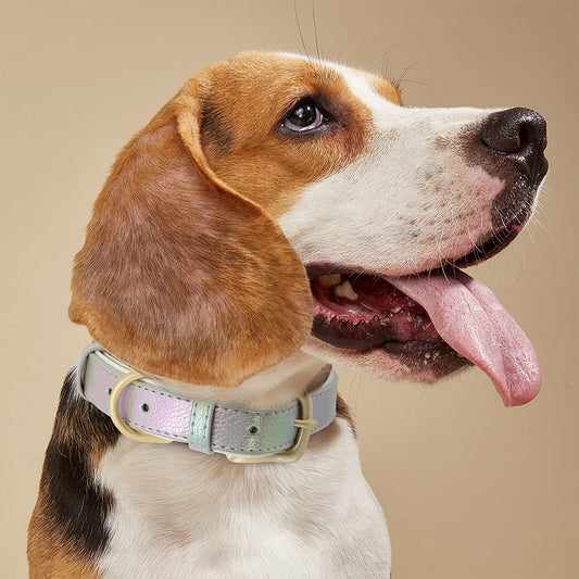 Hundehalsband Dip Dye – Personalisiert und Einzigartig