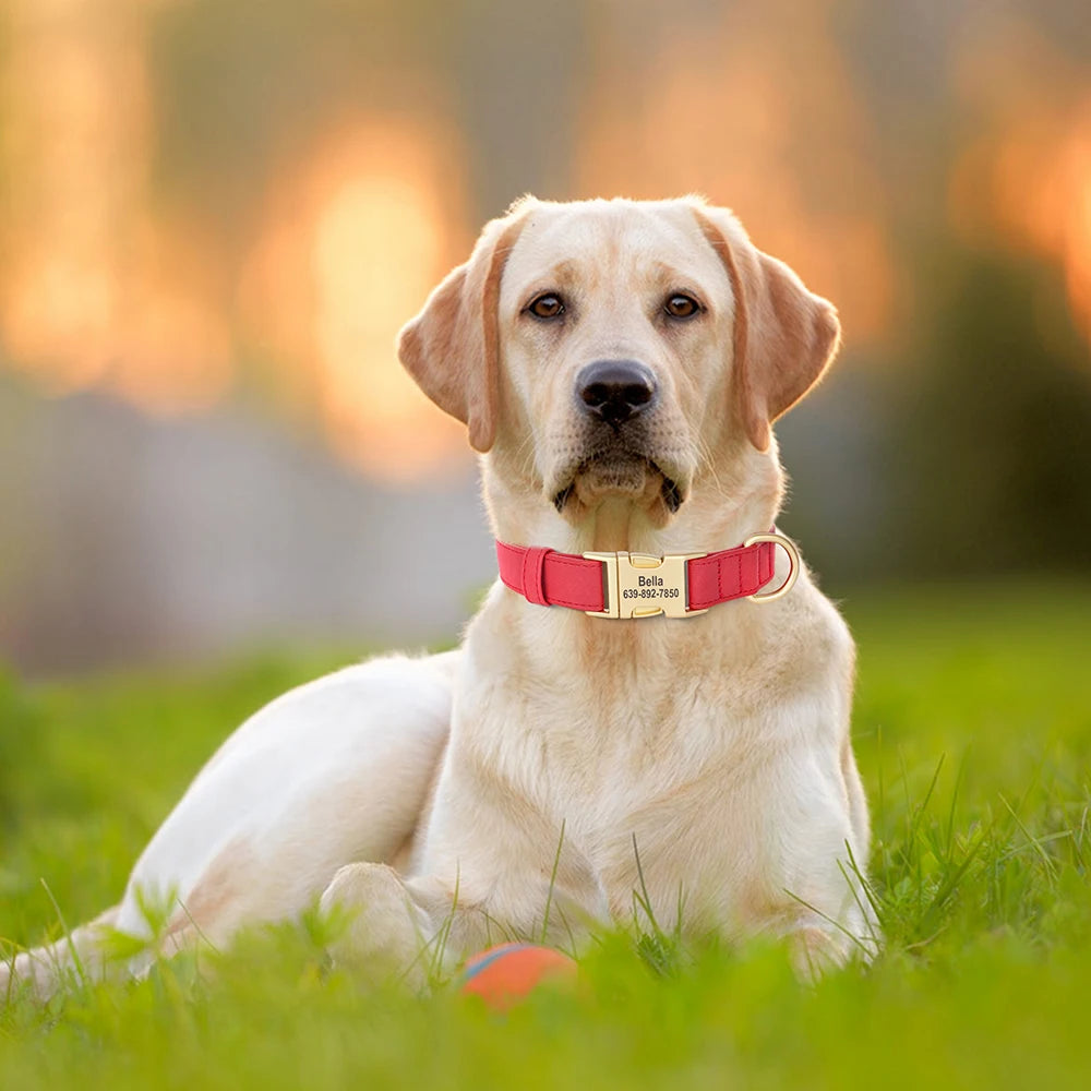 Blødt personligt halsbånd – Unikt og stilfuldt til din hund