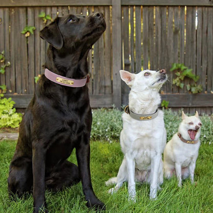 Spezielles Reflektorhalsband – Sicherheit und Stil für Ihren Hund