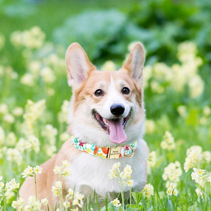 Vrolijke Gepersonaliseerde Nylon Halsband – Unieke Stijl voor je Hond