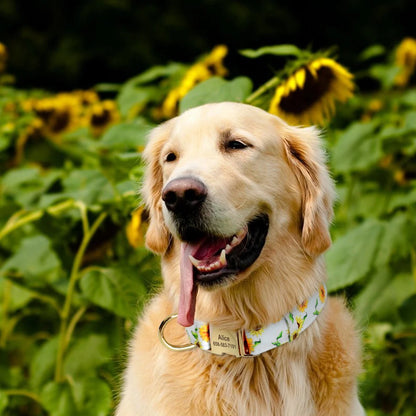 Vrolijke Gepersonaliseerde Nylon Halsband – Unieke Stijl voor je Hond