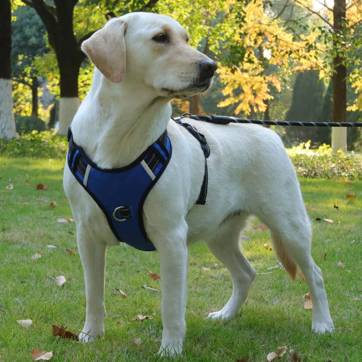 Sele med navneskilt – Sikker og stilfuld til din hund