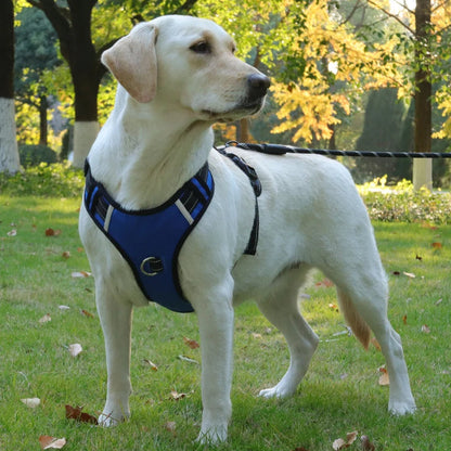 Sele med navneskilt – Sikker og stilfuld til din hund