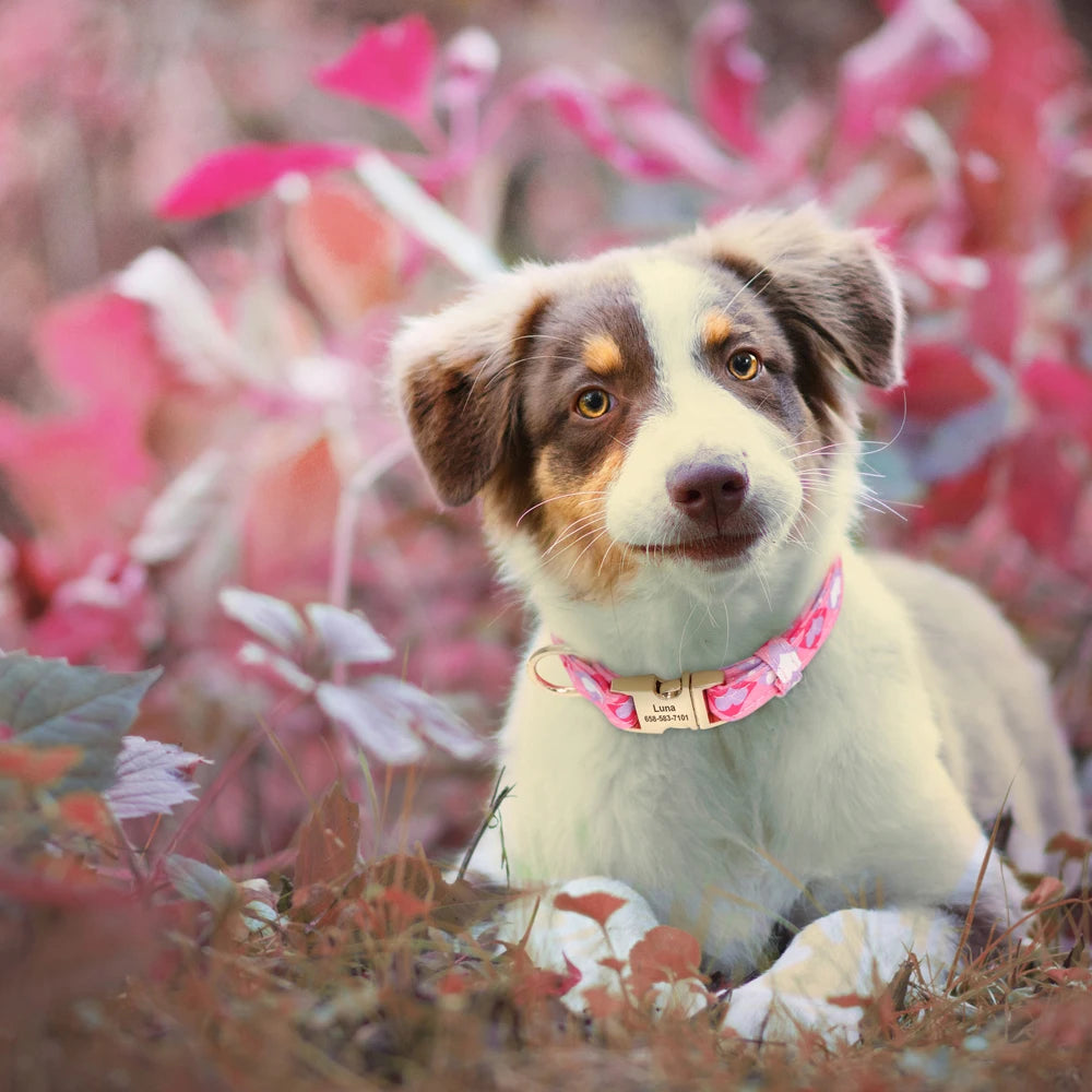 Vrolijke Gepersonaliseerde Nylon Halsband – Unieke Stijl voor je Hond