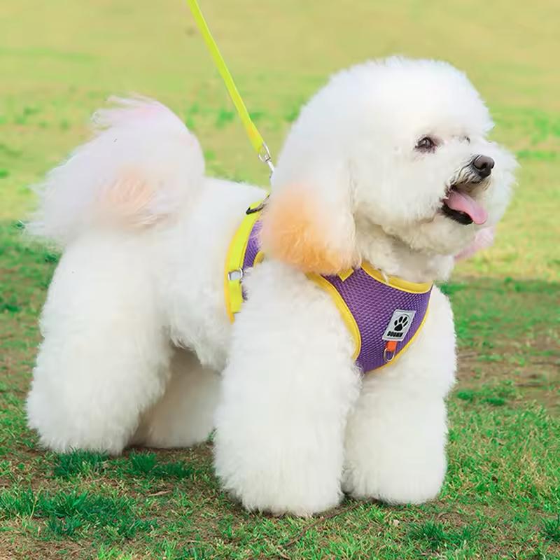 Farverig hundesele – Komfort og stil til din hund