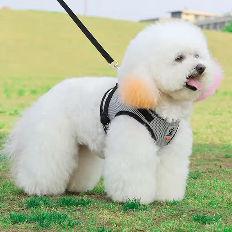 Farverig hundesele – Komfort og stil til din hund