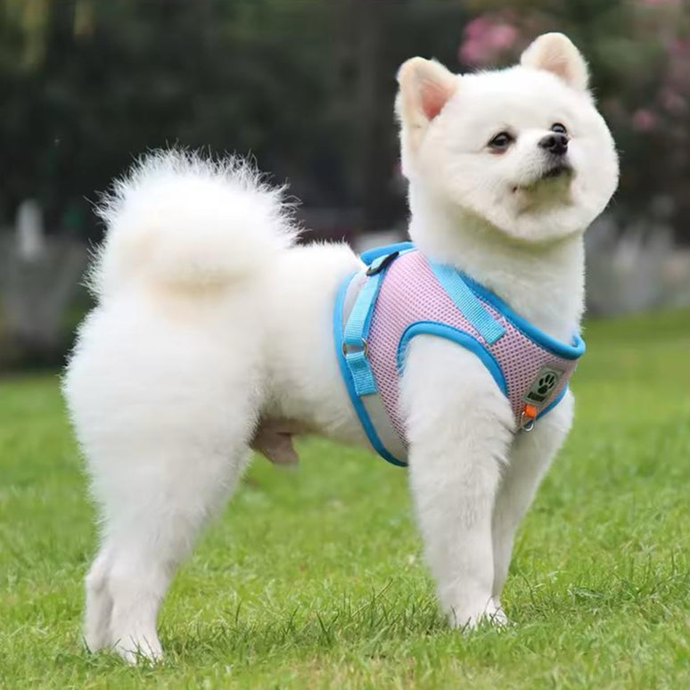 Farverig hundesele – Komfort og stil til din hund