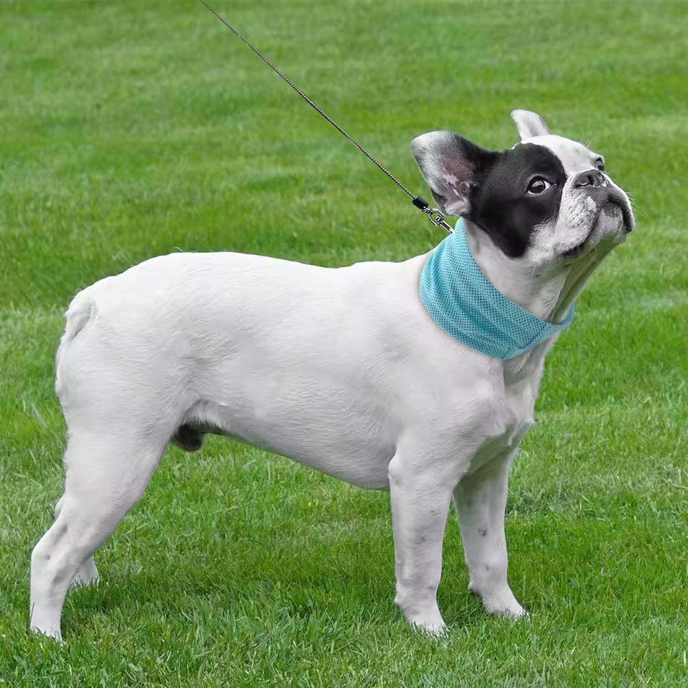 Honden Bandana - Koel, Zomers & Trendy