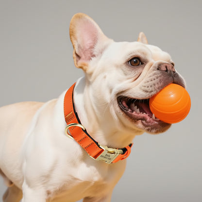 Hundehalsband Personalisiert Wasserdicht – Komfort & Sicherheit
