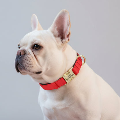 Hundehalsband Personalisiert Wasserdicht – Komfort & Sicherheit