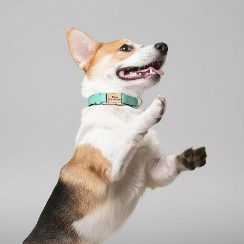 Hundehalsband Personalisiert Wasserdicht – Komfort & Sicherheit